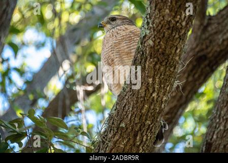 Schöne rote Schultern Hawk (Buteo lineatus) in der Nähe von Lake Minneola in Clermont, Florida. Stockfoto