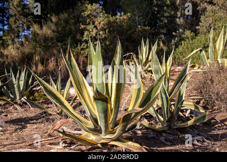 Reihen von Sträuchern Agave Americana Variegata auf einem unscharfen Hintergrund der Bäume Stockfoto