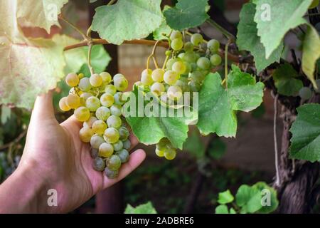 Hand hält eine große Traube Trauben während der Ernte. Retro Style reif weiße Weinlese Stockfoto