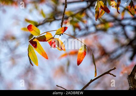 Zweige mit bunten gelb rot grün Herbst Blätter auf einen Himmel Hintergrund Stockfoto