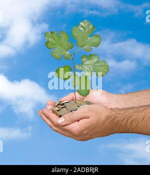 Palmen mit einem Baum growng vom Stapel von Münzen Stockfoto