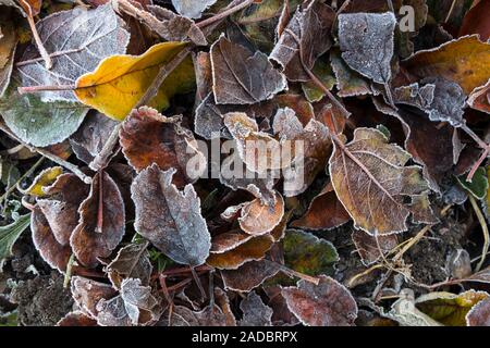 Frost überzogen Blätter, Großbritannien Stockfoto