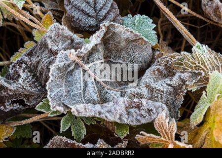 Frost überzogen Blätter, Großbritannien Stockfoto