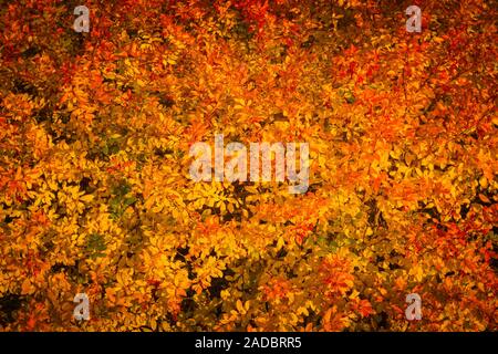 Roten kleinen ovalen Beeren der Berberitze auf einem Zweig. Herbst Ernte. Schöne Natur. Hintergrund Textur Herbst Stockfoto