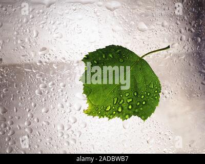 Grünes Blatt Wassertropfen auf Glasfenster feuchte Umgebung. Grüner Wassertropfen nasse Feuchtigkeit Umgebung, Natur frisch regnet Saison Konzept Stockfoto