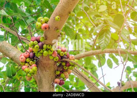 Gemeinsame Feigenbaum (Ficus Carica) Grüne und rote Früchte auf Ficus subpisocarpa Baum im Außenbereich. Frucht auf Ficus subpisocarpa auch als Bild ist bekannt als eine der wichtigsten foo Stockfoto