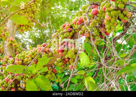 Gemeinsame Feigenbaum (Ficus Carica) Grüne und rote Früchte auf Ficus subpisocarpa Baum im Außenbereich. Frucht auf Ficus subpisocarpa auch als Bild ist bekannt als eine der wichtigsten foo Stockfoto