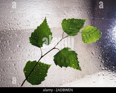 Grünes Blatt Wassertropfen auf Glasfenster feuchte Umgebung. Grüner Wassertropfen nasse Feuchtigkeit Umgebung, Natur frisch regnet Saison Konzept Stockfoto