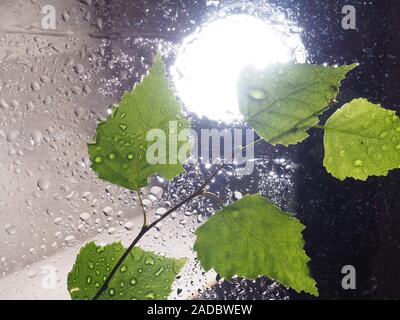 Grünes Blatt Wassertropfen auf Glasfenster feuchte Umgebung. Grüner Wassertropfen nasse Feuchtigkeit Umgebung, Natur frisch regnet Saison Konzept Stockfoto