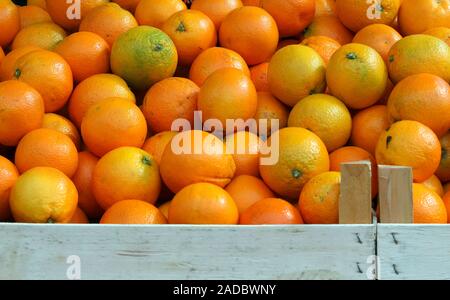 Viele Felder der sizilianischen Orangen zum Verkauf auf dem Markt für Obst und Gemüse Stockfoto