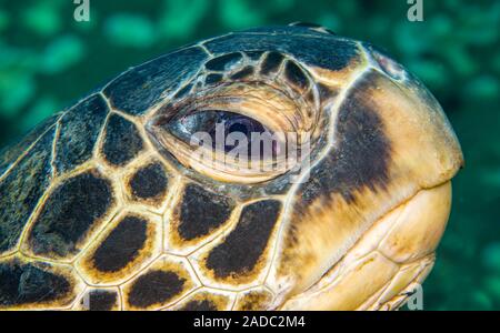 Ein Blick in das Auge eines grünen Meeresschildkröten, Chelonia mydas, eine bedrohte Art, Hawaii. Stockfoto