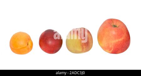 Zeile der Früchte: Äpfel, Pfirsich, Nektarine, Aprikose Stockfoto