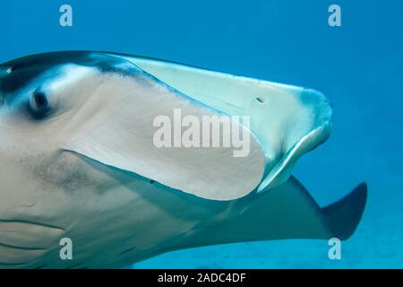 Manta Manta alfredi, gleiten über eine Reinigungsstation im Goofnuw Kanal, Yap in Mikronesien. Stockfoto