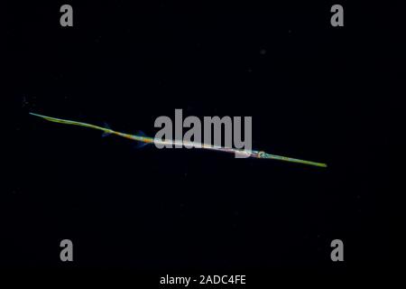 Dieses Bild war eine Meile vor der Insel Yap bei Nacht mit der unteren 1000 m unter erfasst. Mit nur drei Zentimeter in der Länge dieser angezeigt werden Stockfoto