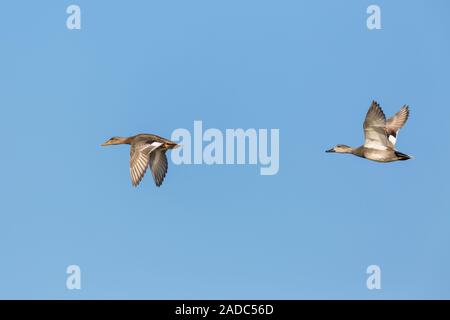 Paar Enten natürliche Schnatterente (Anas strepera) im Flug im blauen Himmel Stockfoto