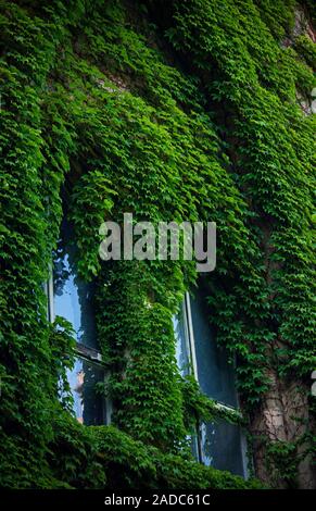 Steinmauer und hohe Fenster komplett bewachsen mit leuchtenden grünen wilden Wein und Efeu. Steinmauer in grün Efeu bedeckt. Stockfoto