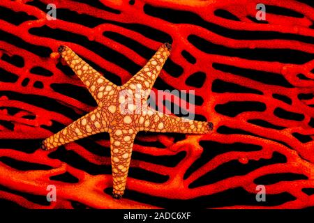 Eine Seastar, Fromia sp, auf einem roten Fächer von gorgonien Coral, Fidschi. Stockfoto