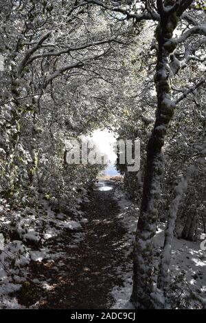 Schnee auf der Spur am Mount Diablo State Park, Contra Costa County, Kalifornien, USA Stockfoto