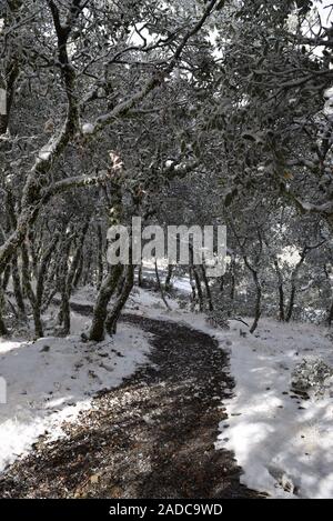 Schnee auf der Spur am Mount Diablo State Park, Contra Costa County, Kalifornien, USA Stockfoto