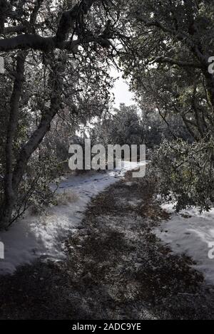 Schnee auf der Spur am Mount Diablo State Park, Contra Costa County, Kalifornien, USA Stockfoto