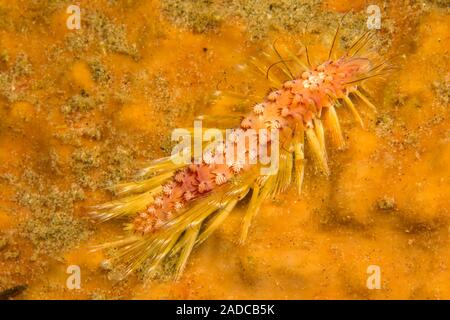 Polychaeta oder polychaeten sind Paraphyletisch, Annelid Worms auch als bristle Worms, Philippinen bekannt. Stockfoto