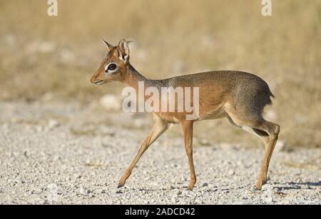 Misr sarguzashtlari porno Transseksual porno