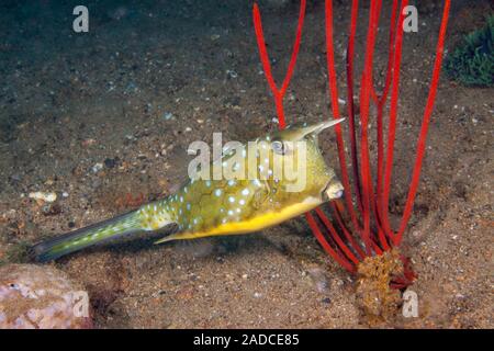 Die Longhorn cowfish, Lactoria cornuta, wird auch die Gehörnten Kofferfisch bekannt. Es ist eine Art aus der Familie der Kofferfisch Ostraciidae, erkennbar durch t Stockfoto