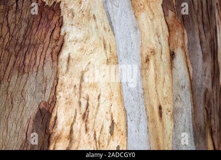 Rinde der Stamm eines Eukalyptusbaums Stockfoto