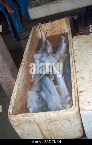 Junge Haie zum Verkauf in Fischmarkt, Bali, Indonesien. Stockfoto