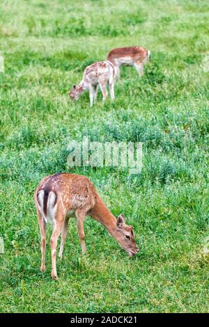 Eine Gruppe von jungen Rehe grasen auf einer Wiese mit grünem Gras Stockfoto