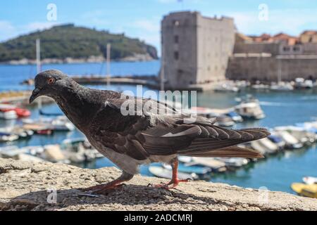 Gemeinsame Taube vor, die Mauern der Altstadt im Hintergrund, in Dubrovnik, Kroatien Stockfoto