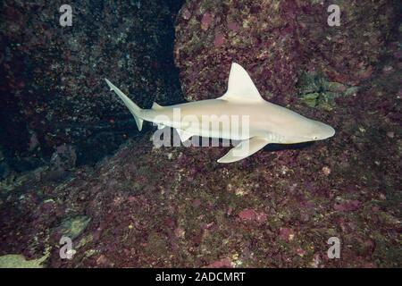 Obwohl selten gesehen, die Sandbar, Shark, Carcharhinus plumbeus, ist wahrscheinlich die größte aller Haiarten in Hawaii gefunden. Stockfoto