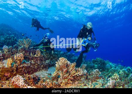 Forschung Taucher vom MOC Marine Institute Karte coral Schäden an Molokini Marine bewahren vor der Insel Maui, Hawaii. In der Zukunft, Daten fr Stockfoto