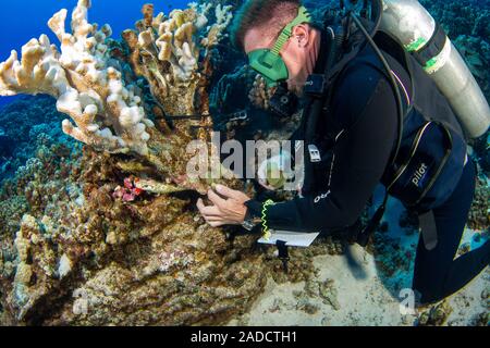 Ein forschung Taucher aus dem MOC Marine Institute Leime wieder zusammen gebrochen Coral bei Molokini Marine bewahren vor der Insel Maui, Hawaii. Dieser Tauchgang Stockfoto