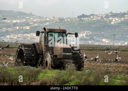 Traktor pflügen Reisfelder mit Wasser, Vögel essen Stockfoto