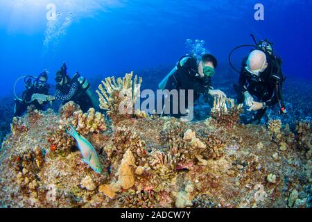 Forschung Taucher vom MOC Marine Institute Leim gebrochen Korallenkopf wieder zusammen und Coral Schäden an Molokini Marine erhalten von der Insel Stockfoto