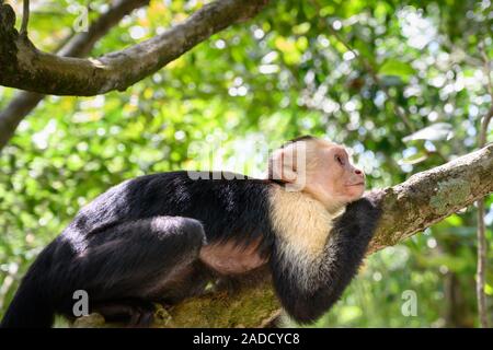 Ein Affe im Nationalpark Manuel Antonio Costa Rica Stockfoto