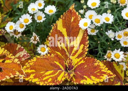 Orange Coleus Anlage Stockfoto