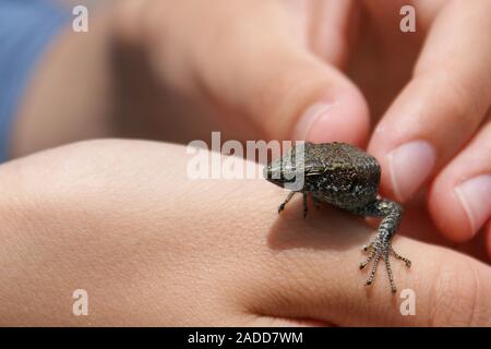 Die Eidechse sitzt auf dem Arm. Stockfoto