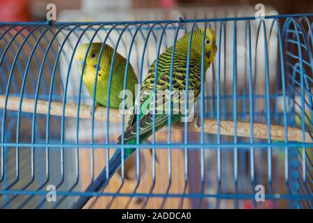 Sittiche. Grüne wellenförmige Papagei sitzt in einem Käfig. Rosy Lovebird Papagei im Käfig konfrontiert. Vögel untrennbar miteinander verbunden. Wellensittich im Käfig. Budgie Sittich in Stockfoto