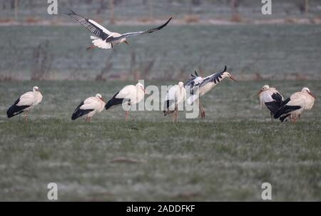 04 Dezember 2019, Baden-Wuerttemberg, Grüningen: Mehrere Störche sind am Morgen auf eine gefrorene Wiese auf dem Weg Foto: Thomas Warnack/dpa Stockfoto