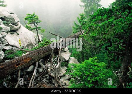 Toter Baum in Bijele stijene Berge und Naturschutzgebiet in Kroatien Stockfoto