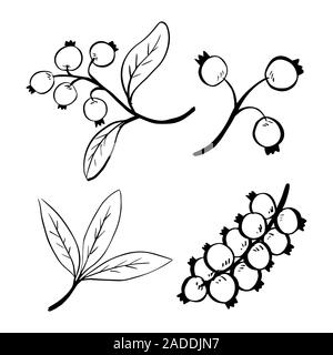 Doodle Einrichten von Berry und Blatt auf weißen Hintergrund für Weihnachten Elemente isoliert - Hand gezeichnet Vector Illustration. Stockfoto