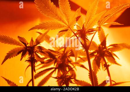Anbau von Cannabis im Innenbereich unter künstlichem Licht Lampen. Anbau von Cannabis Konzept... Stockfoto