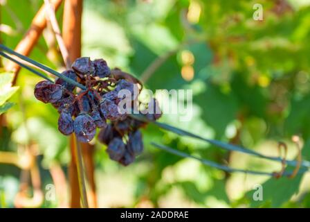 Getrocknete Trauben am Weinstock. Getrocknete Trauben am Weinstock. Cluster von getrockneten Weintrauben. Stockfoto