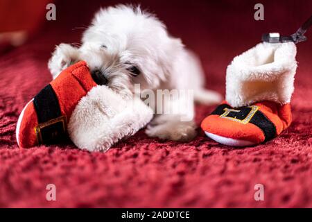 Süße Malteser Welpen spielen mit einem weihnachtsmänner Stiefel Stockfoto