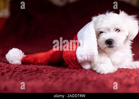 Malteser Welpe innerhalb des Santa Hut auf Weihnachten Stockfoto