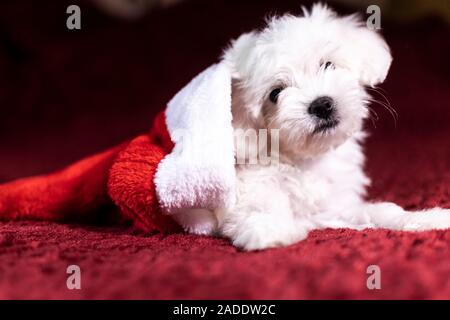 Malteser Welpe innerhalb des Santa Hut auf Weihnachten Stockfoto