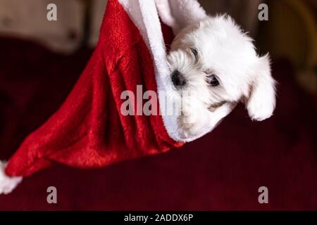 Malteser Welpe innerhalb des Santa Hut auf Weihnachten Stockfoto