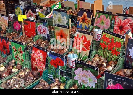 Dutch Bulbs zum Verkauf, deutscher Markt, Manchester Weihnachtsmärkte, Albert Square, Manchester, Greater Manchester, England, Großbritannien, M2 5DB Stockfoto